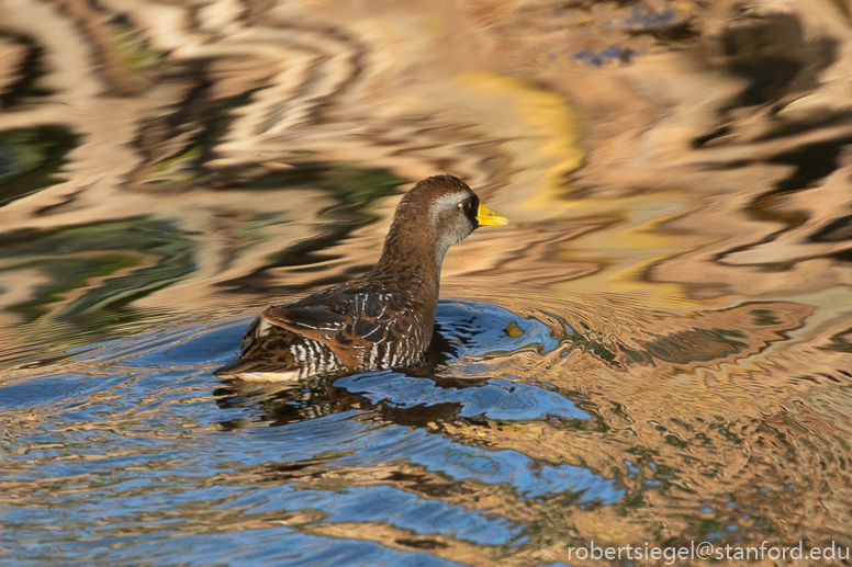 emily renzel wetlands